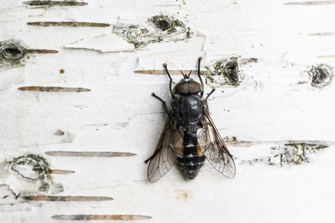 Gadfly (Hybromita bimaculata), Emsland, Lower Saxony, Germany