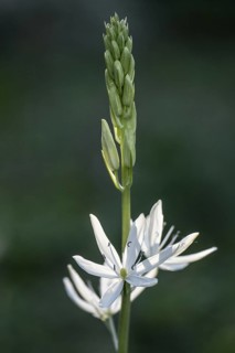 Grass lily (Anthericum liliago), Emsland, Lower Saxony, Germany