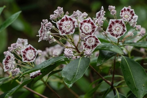 Laurel rose (Kalmia latifolia Olympic Wedding), Emsland, Lower Saxony, Germany