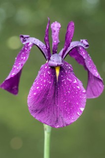 Japanese marsh iris (Iris ensata), Emsland, Lower Saxony, Germany