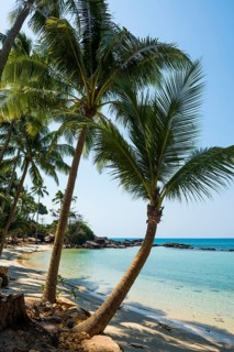 Sandy beach beach with coconut palms, Haad Khlong Hin Beach, Koh Kood, Koh Kut, Gulf of Thailand,