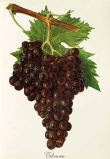 Ampelography, grape variety, oenology, viticulture, grape, grapevine, Tibouren grape, digitally