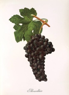 Ampelography, grape variety science, oenology, viticulture, grape, grapevine, Alvarelhao grape, is