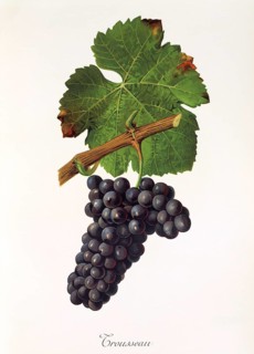 Ampelography, grape variety, oenology, viticulture, grape, grapevine, Trousseau grape is a red wine