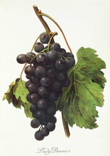 Ampelograhie, Rebsortenkunde, Önologie, Weinbau, Weintraube, Weinrebe, Lady Downe grape, red grape