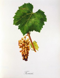 Ampelography, grape variety science, oenology, viticulture, grape, grapevine, Furmint is the