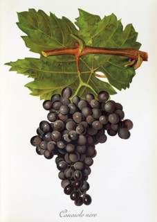 Ampelography, grape variety, oenology, viticulture, grape, grapevine, Canaiolo Nero or simply