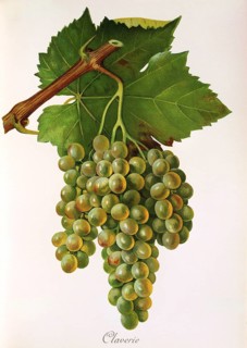 Ampelography, grape variety, oenology, viticulture, grape, grapevine, Claverie grape, white grape