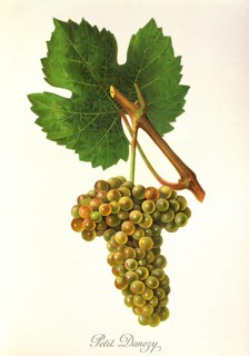 Ampelography, Grape variety, Oenology, Viticulture, Grape, Grapevine, Petit Danezy grape, White
