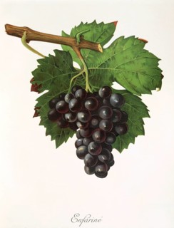 Ampelography, grape variety, oenology, viticulture, grape, grapevine, Enfarine grape, red grape