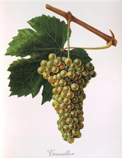 Ampelography, grape variety, oenology, viticulture, grape, grapevine, Tressallier grape, a white