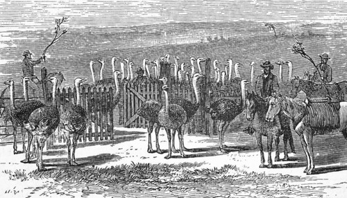 An ostrich farm, Cape Colony, around 1870, South Africa, digital reproduction of a historical model
