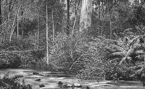 The Australian bush, around 1870, Australia, digital reproduction of a historical original