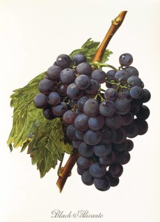 Ampelography, grape variety, oenology, viticulture, grape, grapevine, Black Alicante grape,