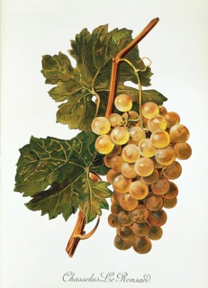 Ampelography, grape variety, oenology, viticulture, grape, grapevine, Chasselas Le Ronsard grape,