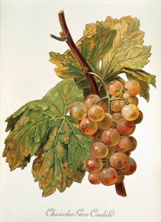 Ampelography, grape variety, oenology, viticulture, grape, grapevine, Chasselas Gros Coulard grape,