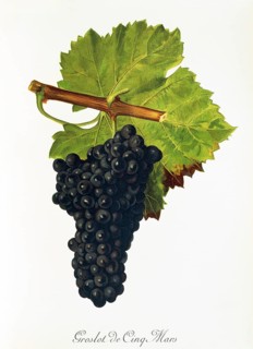 Ampelography, Grape variety, Oenology, Viticulture, Grape, Grapevine, Groslot de Cinq Mars grape,