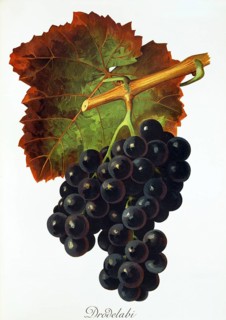 Ampelography, grape variety, oenology, viticulture, grape, grapevine, Drodelabi grape, digitally