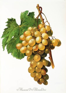 Ampelography, Grape variety, Oenology, Viticulture, Grape, Grapevine, Muscat d'Alexandrie grape,
