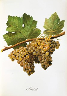 Ampelography, grape variety, oenology, viticulture, grape, grapevine, Sercial grape, digitally