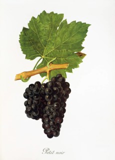 Ampelography, grape variety, oenology, viticulture, grape, grapevine, Petit Noir grape, digitally