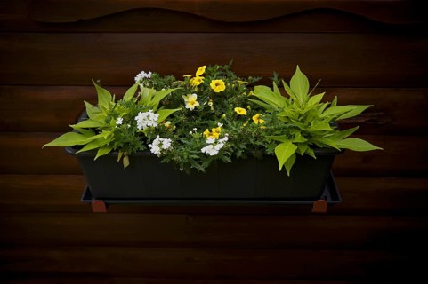 Flower box with flowers, fried egg flower (Limnanthes douglasii), garden, Stuttgart,
