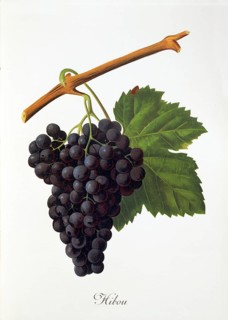 Ampelography, grape variety, oenology, viticulture, grape, grapevine, Hibou grape, digitally