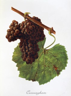 Ampelography, grape variety, oenology, viticulture, grape, grapevine, Cunningham grape, digitally