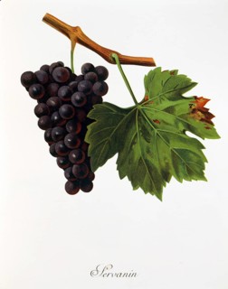 Ampelography, grape variety, oenology, viticulture, grape, grapevine, Servanin grape, digitally