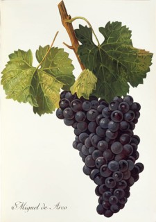 Ampelography, Grape variety, Enology, Viticulture, Grape, Grapevine, Miguel de Arco grape,