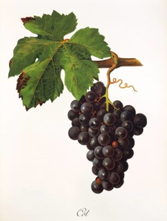 Ampelography, grape variety, oenology, viticulture, grape, grapevine, Cot grape, digitally enhanced
