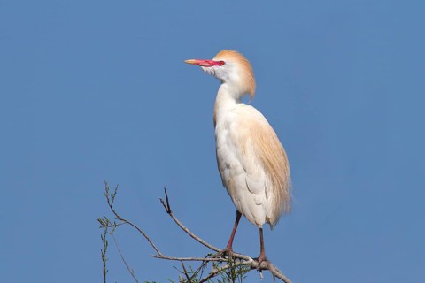 Cattle egret (Bubulcus ibis, Ardeola ibis), standing on a branch, wildlife, nature photography,