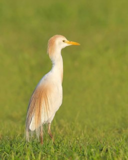 Cattle egret (Bubulcus ibis, Ardeola ibis), standing in meadow, wildlife, nature photography,