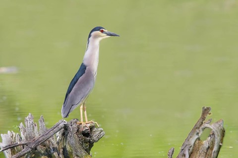 Night heron (Nycticorax nycticorax), sitting on a root, wildlife, nature photography, heron,