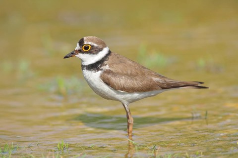 Little Ringed Plover (Charadrius dubius), standing in the water, wildlife, nature photography,