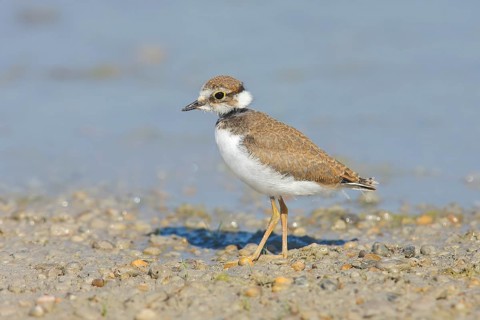 Little Ringed Plover, Little Ringed Plover, (Charadrius dubius), young bird standing on the beach,
