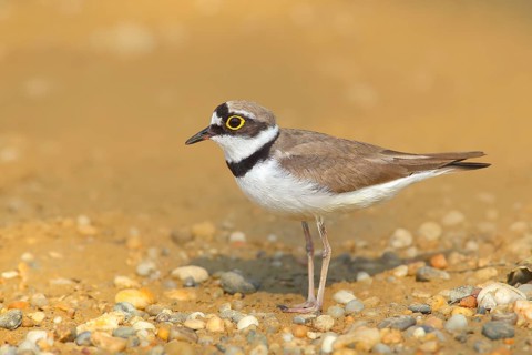 Little Ringed Plover (Charadrius dubius), standing on sandy ground, wildlife, nature photography,