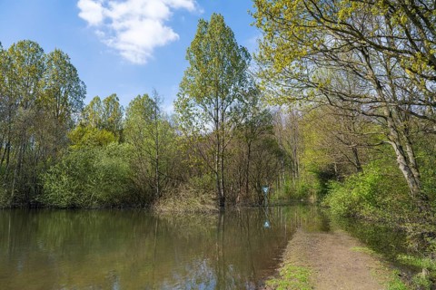 Newly created lake, flooded path, Ostholz nature reserve, Wickede, Dortmund, Ruhr area, Westphalia,