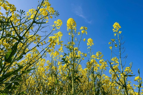 Flowering rape (Brassica napus) against a blue sky, North Rhine-Westphalia, Germany