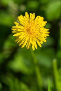 Goose thistle (Sonchus tenerrimus) Yellow flower, macro, North Rhine-Westphalia, Germany