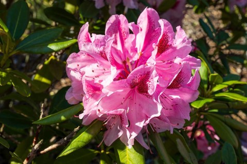 Pink flowers of the rhododendron, close-up, North Rhine-Westphalia, Germany