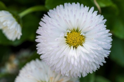 Daisy (Bellis perennis), white flower, macro, North Rhine-Westphalia, Germany