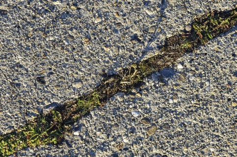 Section of a concreted surface, with a grass-covered joint in between