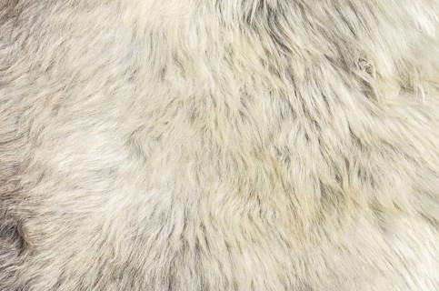 Sheepskin, close-up view of a sheep's coat