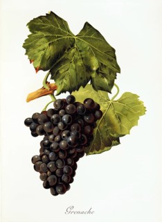 Ampelography, grape variety, oenology, viticulture, grape, grapevine, Grenache, also called