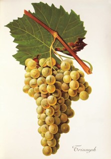 Ampelography, grape variety, oenology, viticulture, grape, grapevine, Triumph grape, digitally