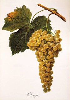 Ampelography, grape variety, oenology, viticulture, grape, grapevine, Amigne is a white wine
