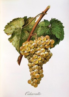 Ampelography, grape variety, oenology, viticulture, grape, grapevine, Fiano grape, a very old