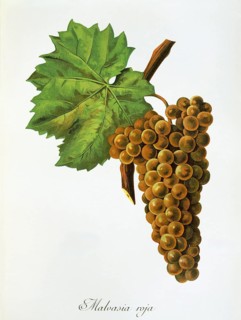 Ampelography, grape variety, oenology, viticulture, grape, grapevine, Malvasia grape, white