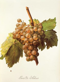 Ampelography, grape variety, oenology, viticulture, grape, grapevine, Gris de Salces grape,